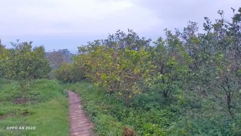 Dijual Kebun Jeruk Dengan View Bagus di Dau Gading Kulon