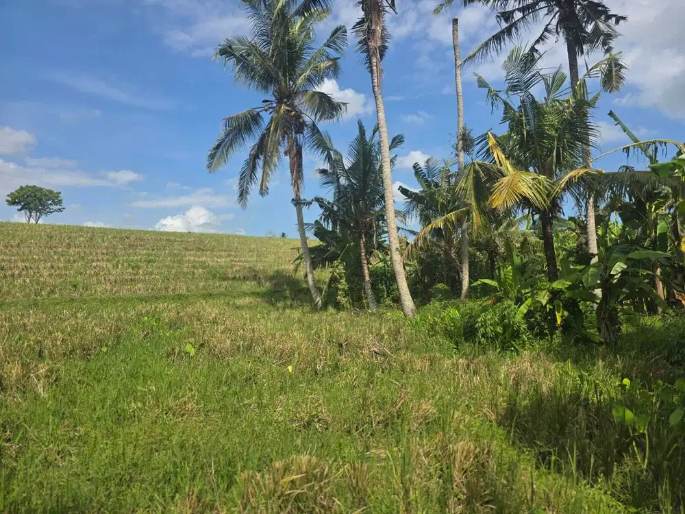 Dijual tanah kecil view sawah terasering di tabanan bali