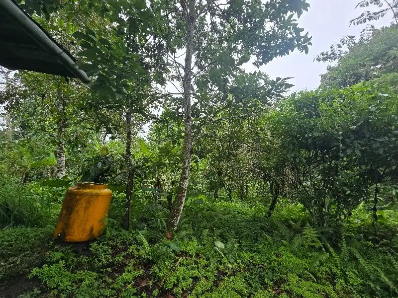 Dijual tanah kebun durian di tabanan bali