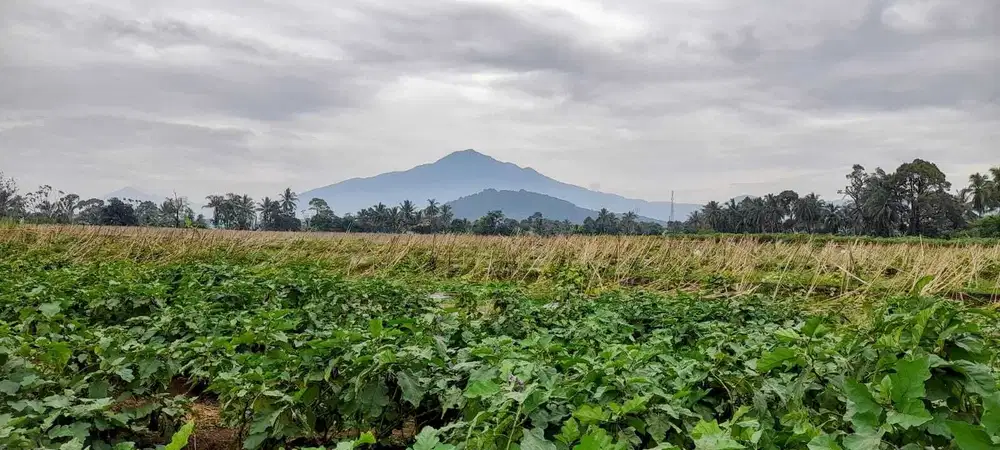 Tanah SHM pinggir jalan, subur dan produktif di bogor