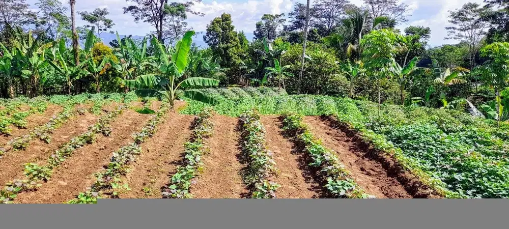 Tanah Kebun Murah Sertifikat di Bogor