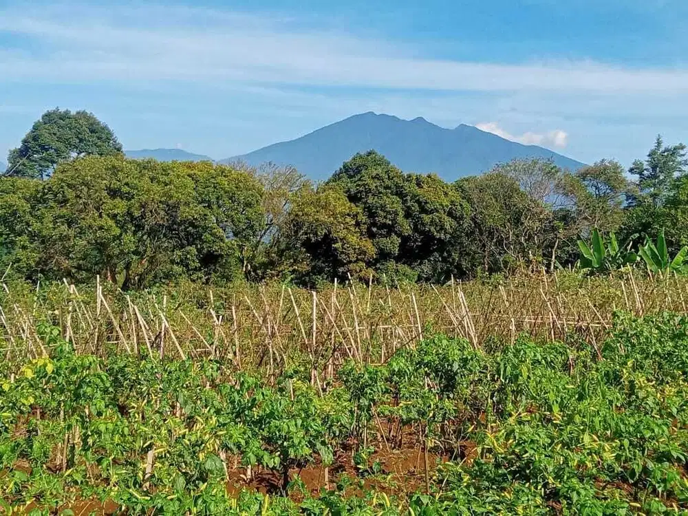Dijual Lahan Kebun di Lemah Duhur Caringin Bogor