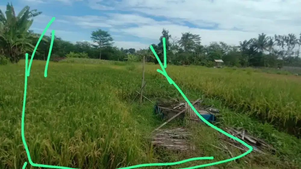 Sawah murah hanya 250 juta di utara masjid Suciati jl GTA