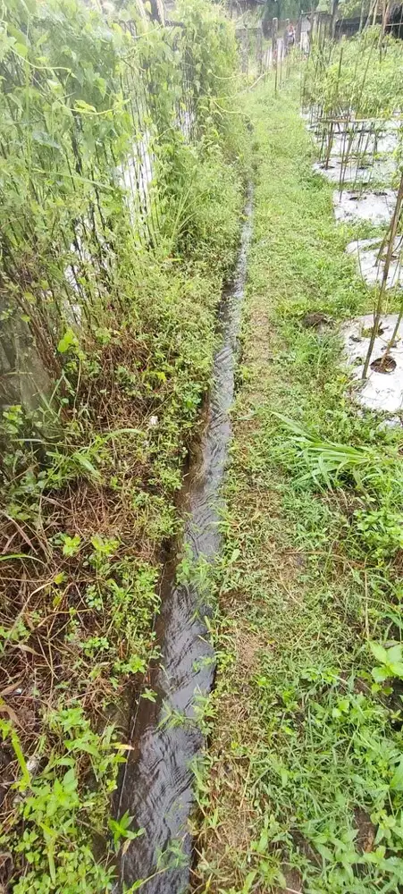 Dijual Lahan Kebun di Leuweung Larangan Pancawati Caringin Bogor