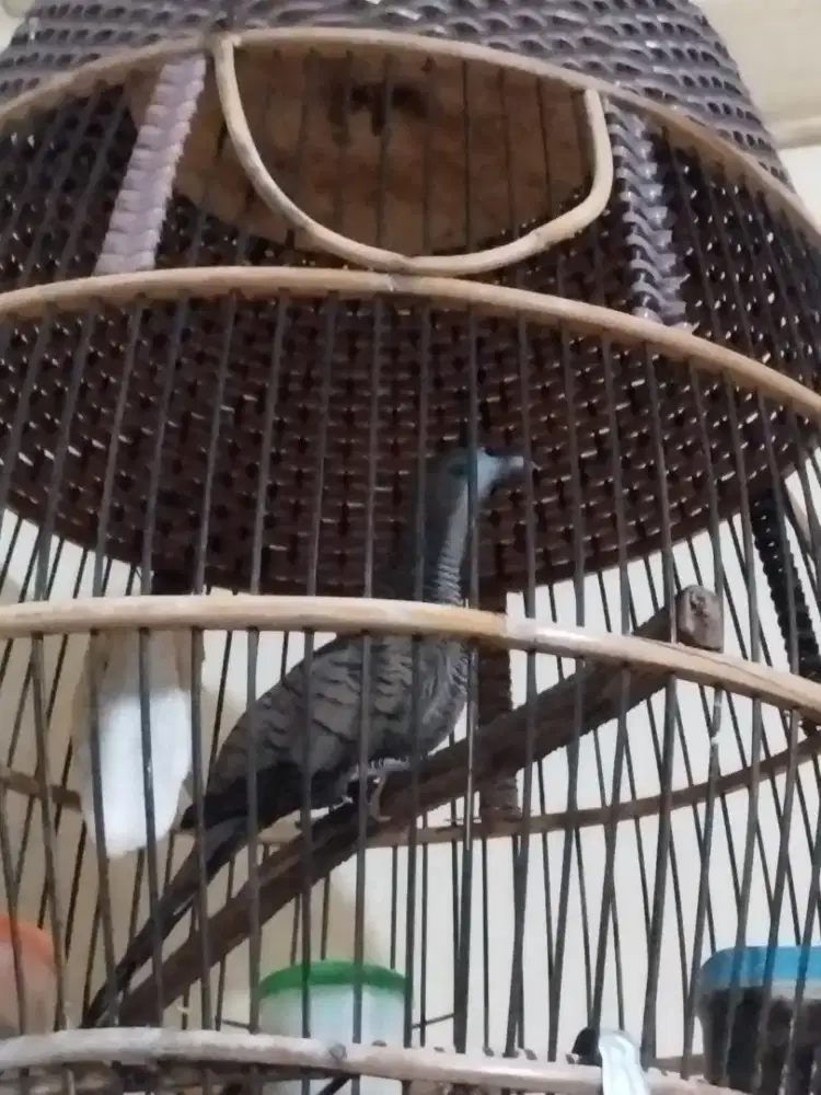 Perkutut cemani Majapahit gacor