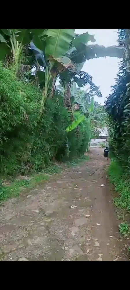 Dijual Lahan Kebun produktif 1,250m2 SHM di Cigombong Bogor