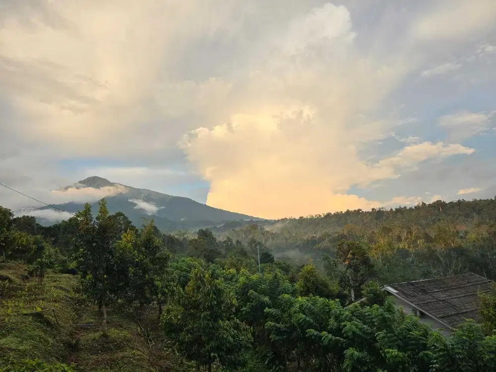 Dijual kebun kopi dengan view gunung dan lembah di tabanan bali