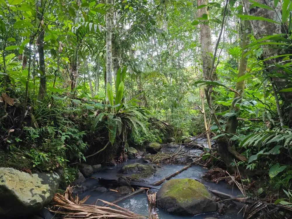 Dijual tanah di bali dengan sungai dan view jugle akses jalan aspal