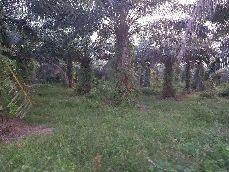 tanah 30 hektar di bumi ratu nuban