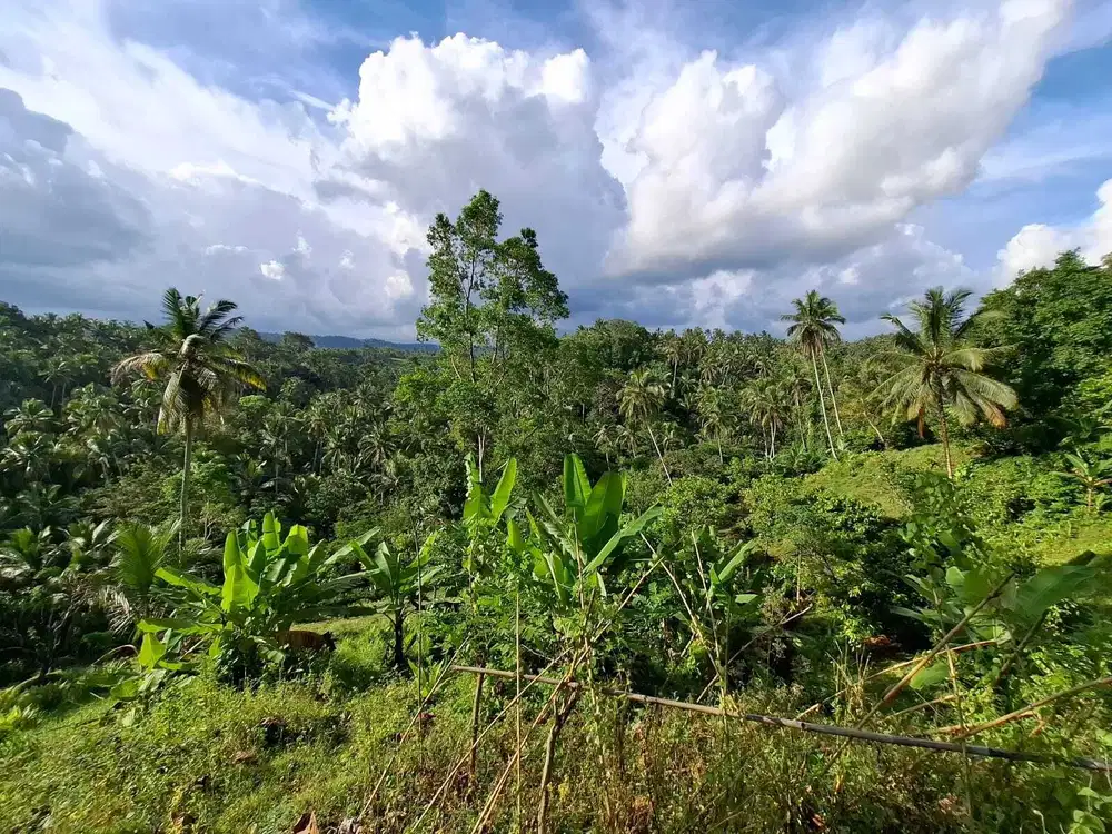 Dijual tanah kebun dengan view panorama dan langsung dengan sungai mur