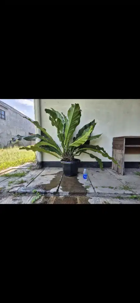 Anthurium Plowmanii / Gelombang Cinta / Kuping Gajah