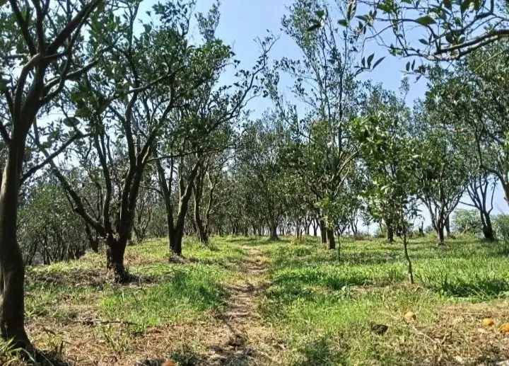 Tanah Kebun Dau Murah Akses Mobil