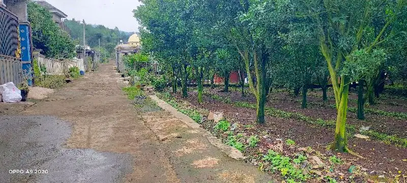 Dijual Cepat Kebun Jeruk 55 produktif di Selorejo Bedengan