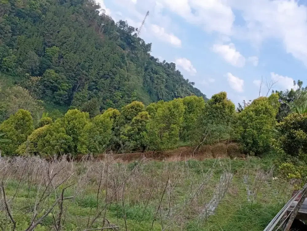 Jual kebun cengkeh lokasi Tawangmangu luas 1192mtr hrg 250jt nego