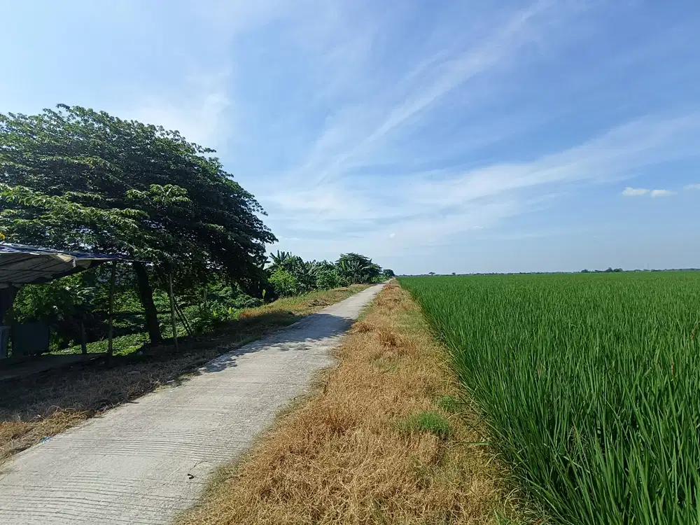Sawah Rp 750ribu/m di Karawang Barat Dekat Jalan Utama Tanjungpura