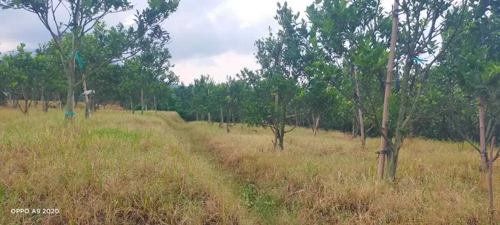 DIJUAL MURAH BU Kebun Jeruk di Dau Dekat UIN