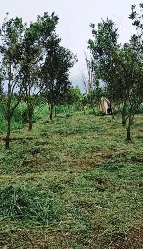 Dijual Cepat. Harga Murah Pol. Kebun Jeruk di Dau
