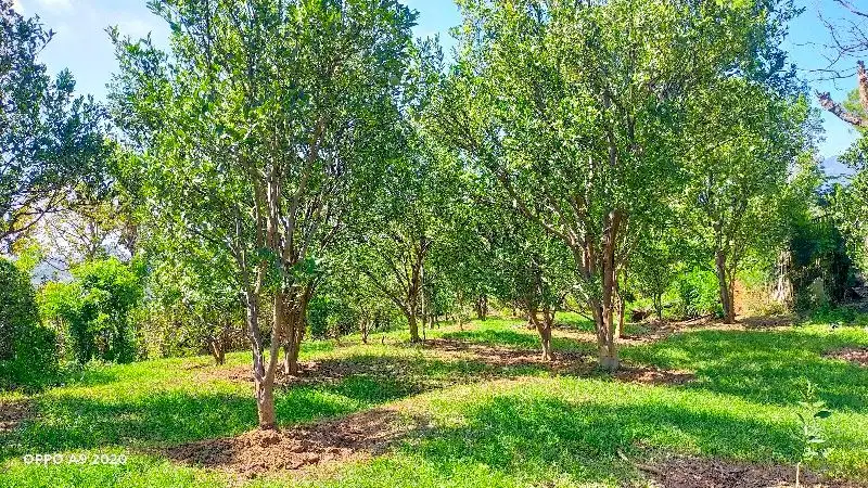 Dijual Murah Kebun Jeruk Siap Panen di Gading Kulon Dau
