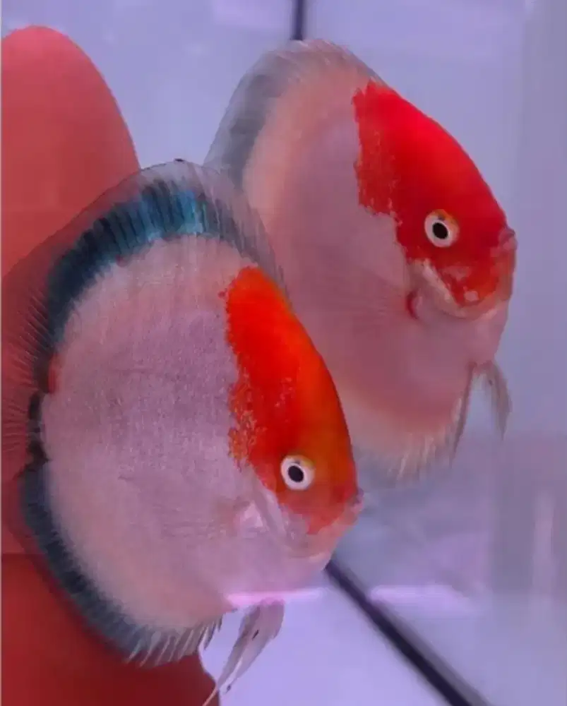 Ikan Discus Calico