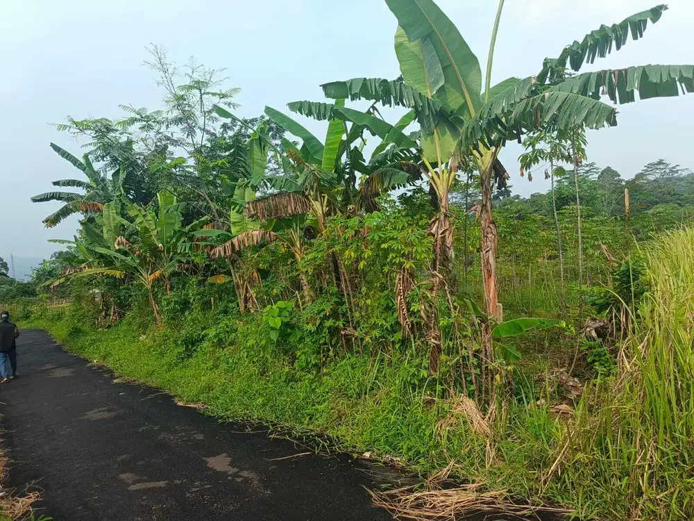 Tanah kebun murah, subur dan prodiktif di Bogor