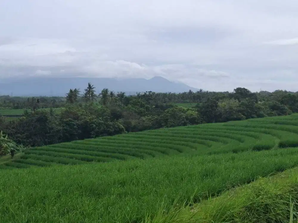 Dijual tanah sangat murah di kawasan villa klecung view gunung sawah