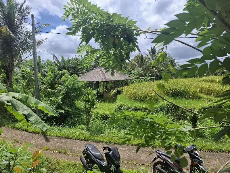Dijual tanah murah dengan view sawah di tabanan bali