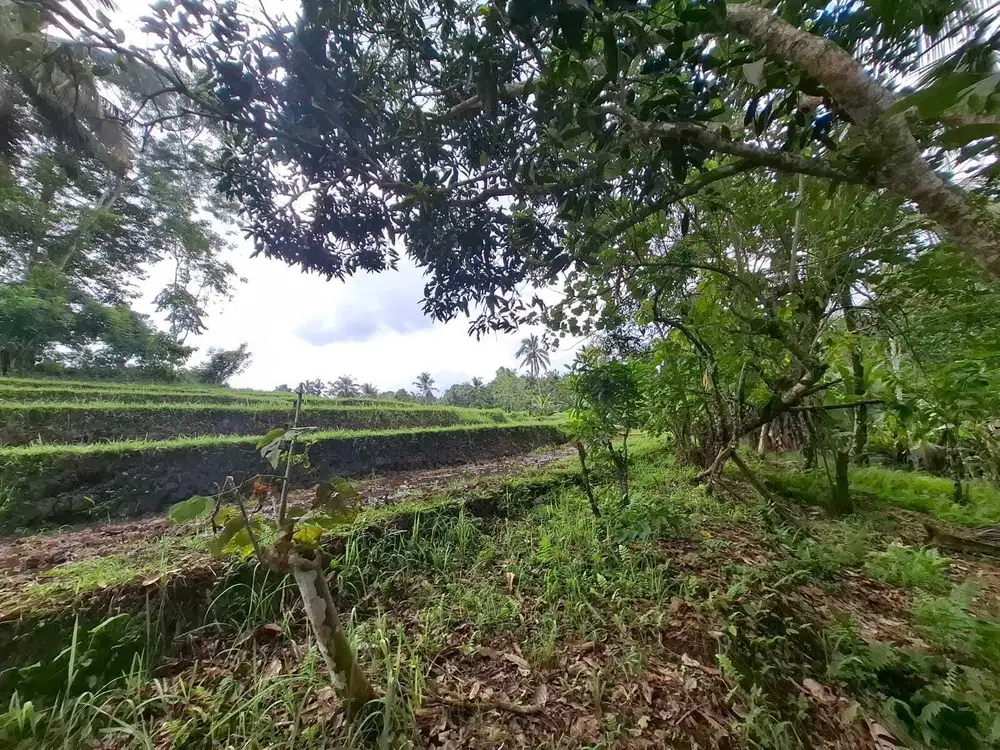 Dijual murah tanah kebun view sawah dan los sungai