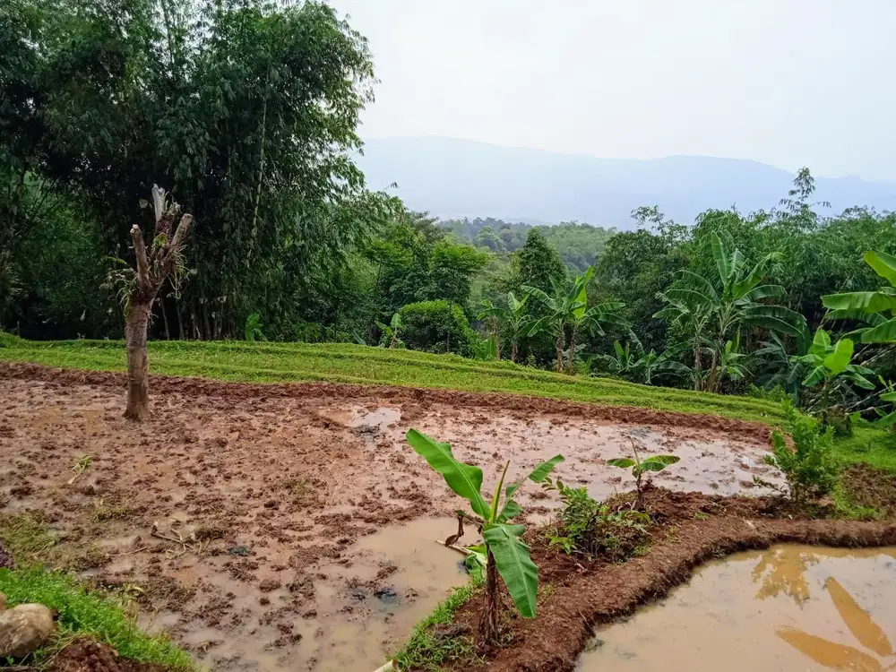 Lahan murah sawah dan kebun