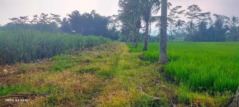 180rb per m²! lahan tebu pakisaji