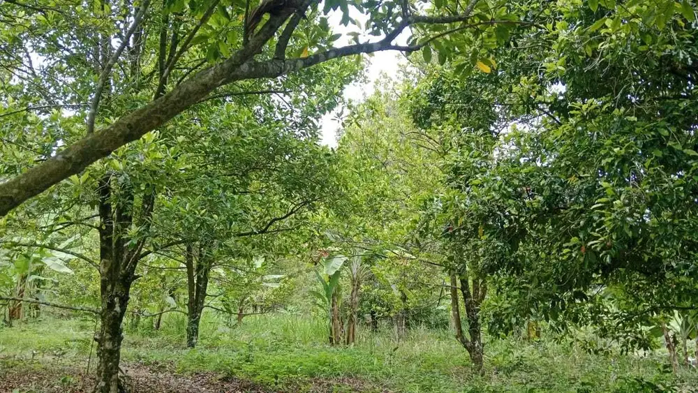 KEBUN CENGKEH LAMPUNG DIJUAL MURAH