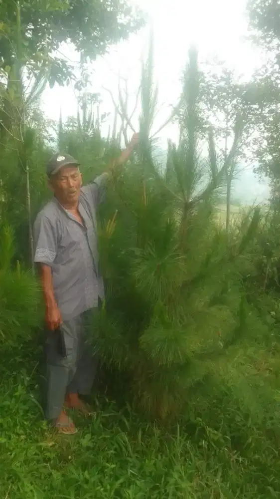 Bibit Pinus 2 - 3 meter (min 20 pohon)