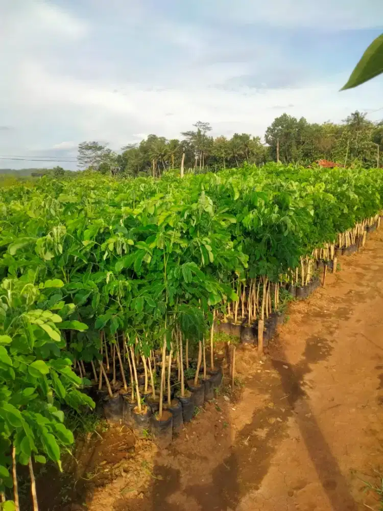 Bibit Trembesi 1 - 2 meter (min 500 bibit)