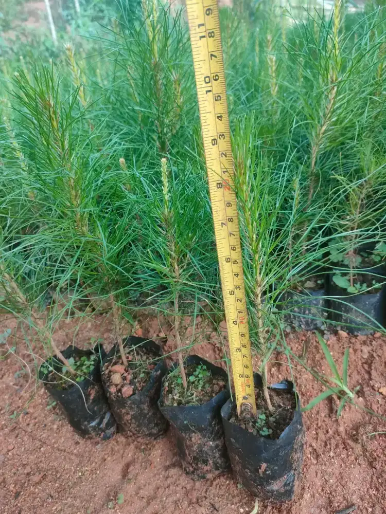 Bibit Pinus ukuran 20-35 cm (min order 5 rb bibit)