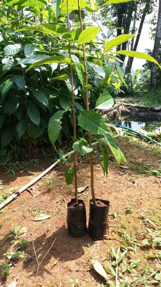 Bibit Mahoni 60-70 cm  (min 10 rb bibit)