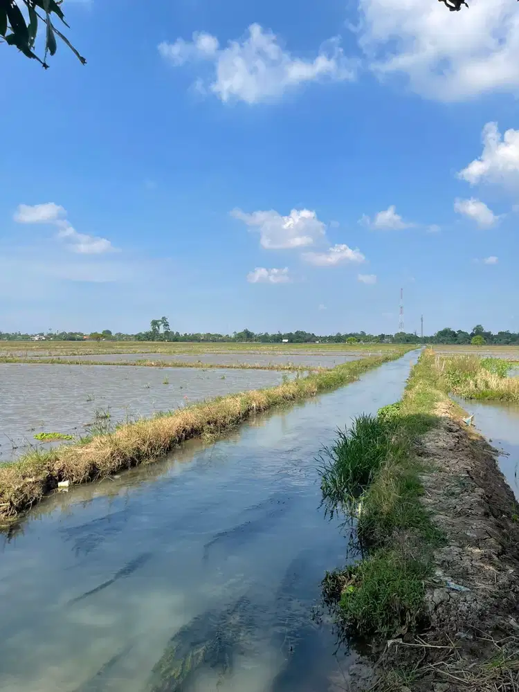 Dijual Sawah di Karawang Luas 16877 m Legalitas SHM Harga 99rb/m NEGO