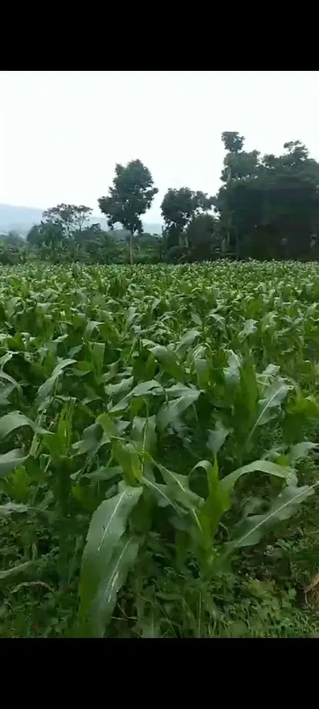 Jual Lahan Kebun 7000m2 SHM di Cijeruk Bogor