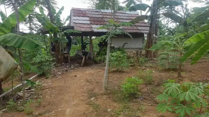 Tanah Murah Dijual Di Pandeglang Banten 4 sd 6 Ha cuma 19rb