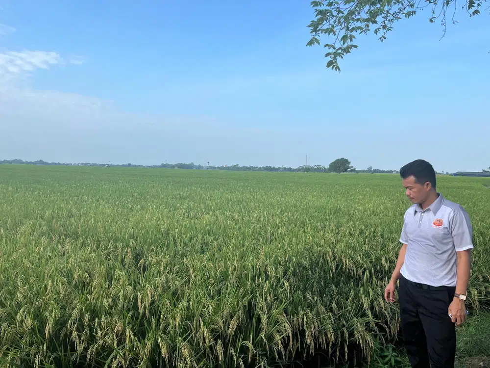 Dijual Sawah Produktif Luas 7108 dan 16877 m di Karawang Timur