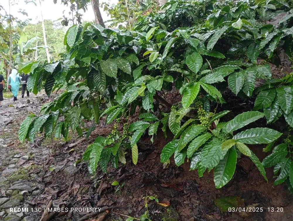 DIJUAL KEBUN KOPI 56 HEKTAR SIAP PANEN DI TEMANGGUNG