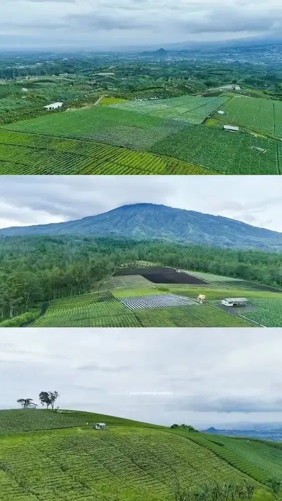 DI JUAL LAHAN MURAHH 15 HA 350 RIBU/ METER LOKASI BUMIAJI