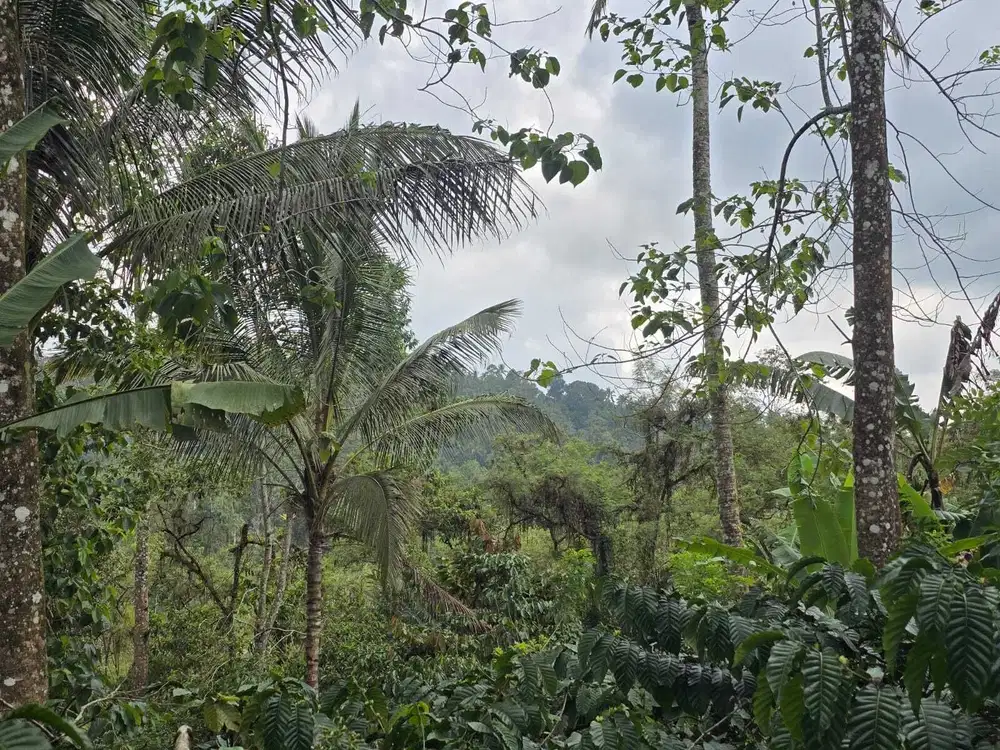Dijual tanah kebun kopi produktif dengan view lembah di bali