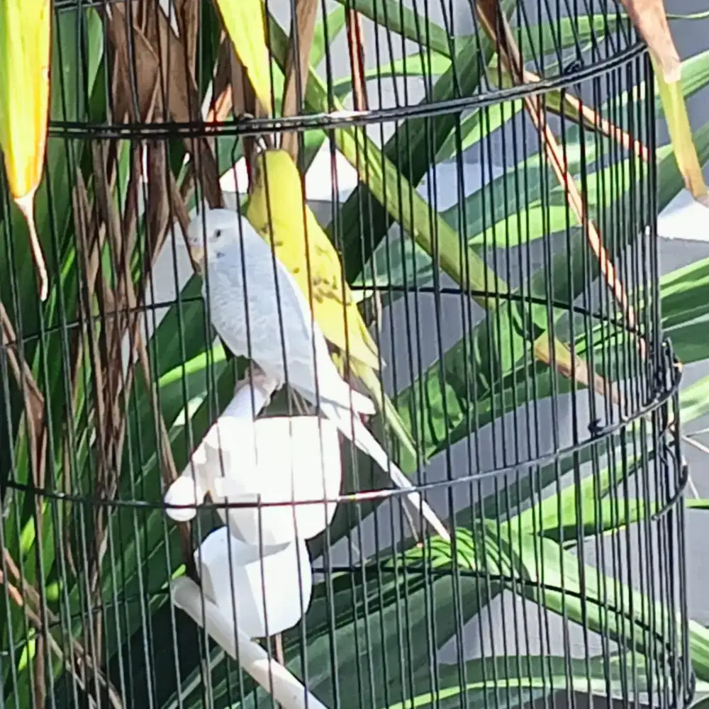 di jual burung parkit sepasang