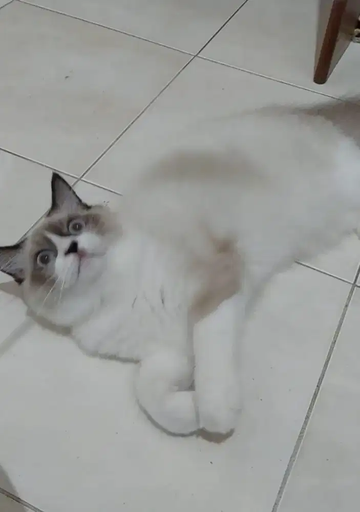 Kucing ragdoll mata biru kitten ragdol bicolor ragdoll bicolour