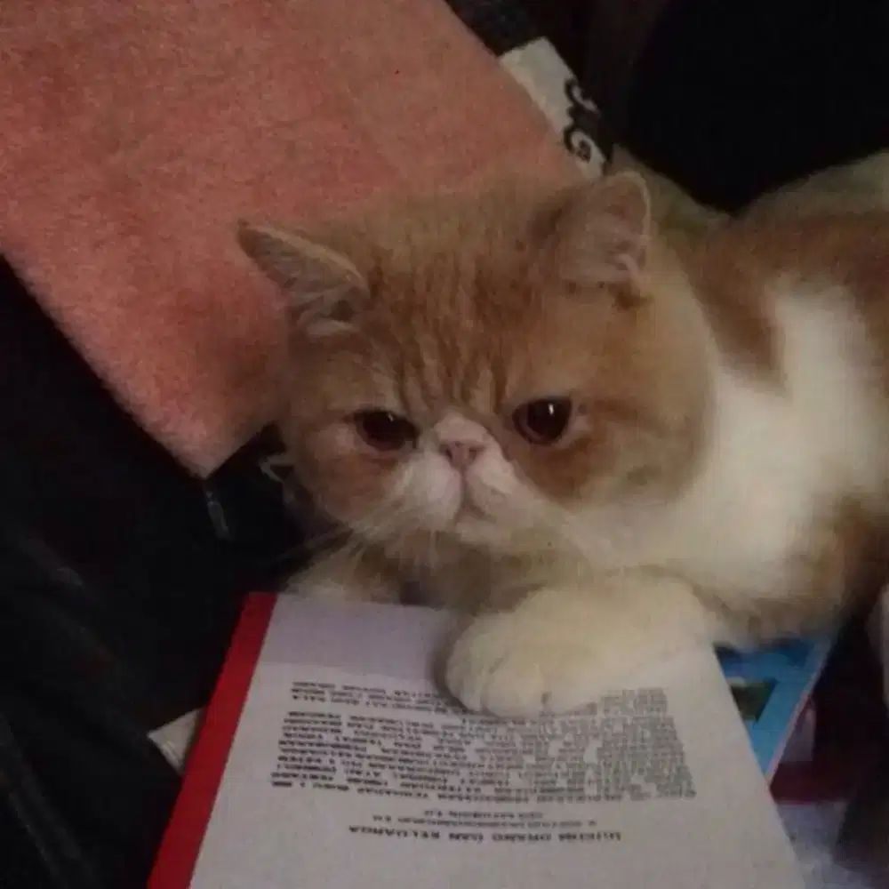 Pacak Kucing Exotic Shorthair