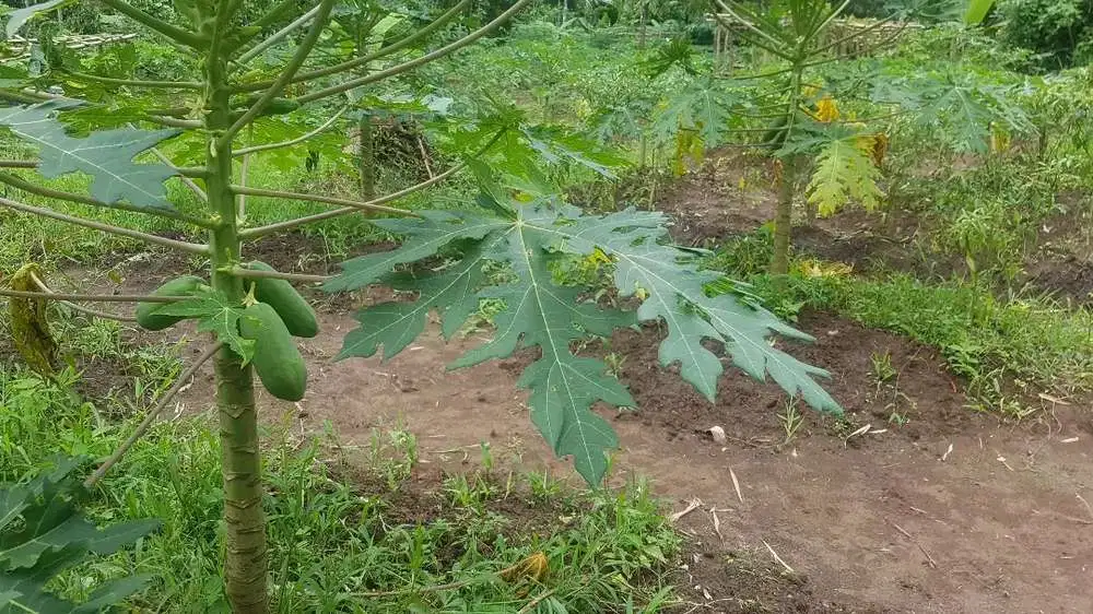 Dijual Kebun Pepaya California luas 2200 m2 isi 320 pohon segera panen