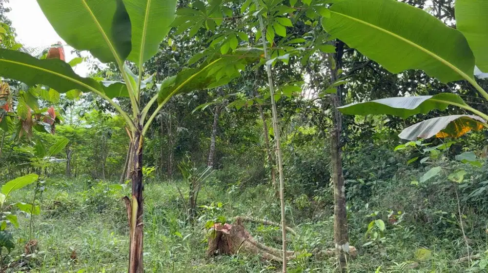 Jual Tanah Ciamis Murah, 100 Pohon Jati dan Albasia