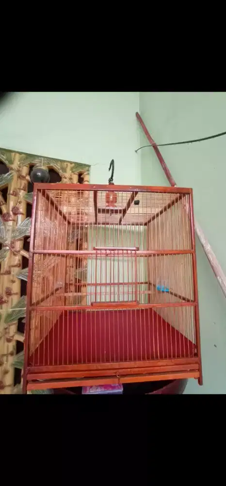 Kandang burung cucak rowo murai batu