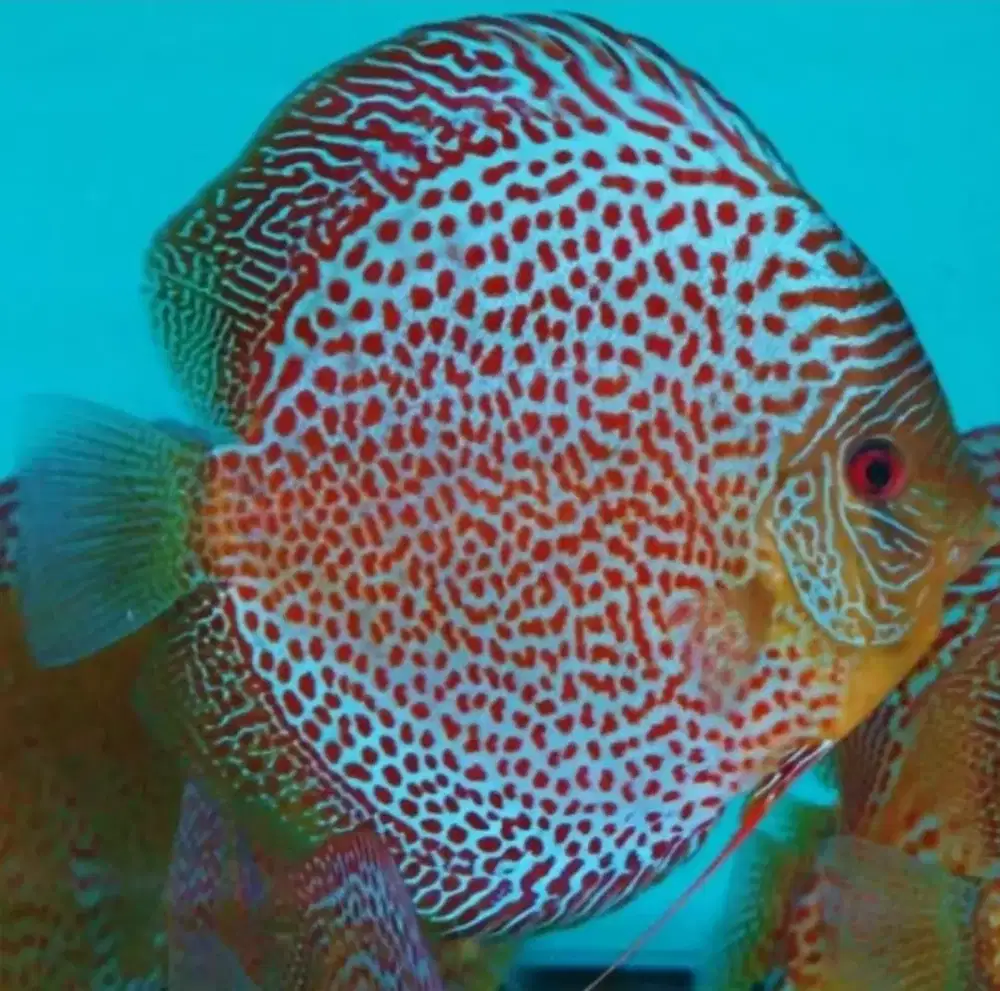 Ikan Discus Leopard