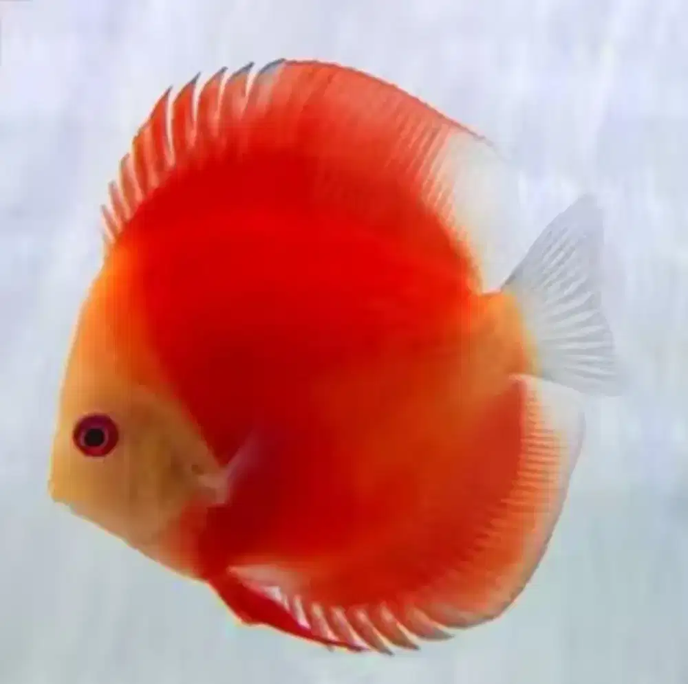 Ikan Discus Red Melon
