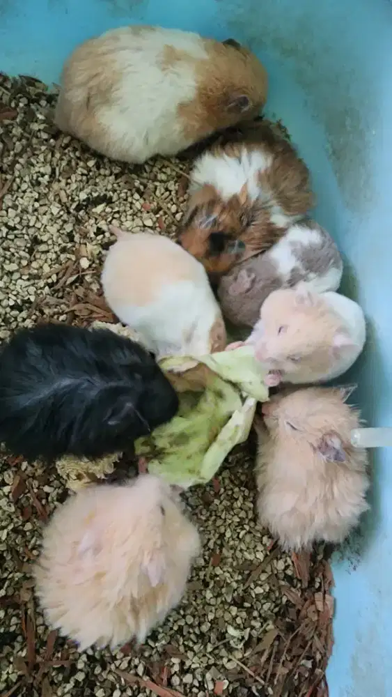 hamster syrian long hair